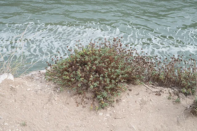 Stessa spiaggia, stesso mare — 4